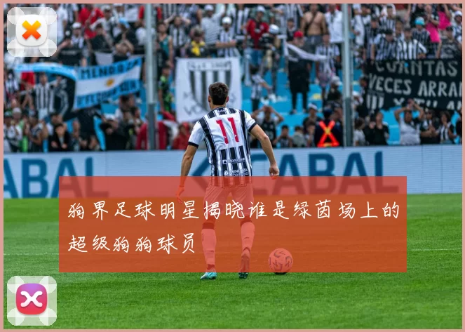 狗界足球明星揭晓谁是绿茵场上的超级狗狗球员